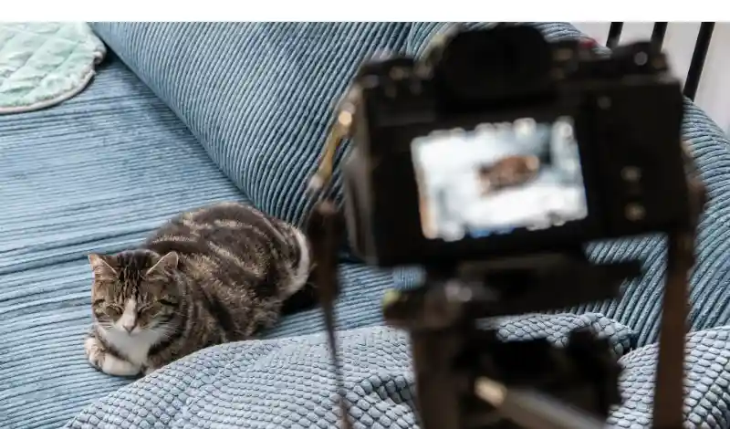 does-maine-coon-scratch-furniture