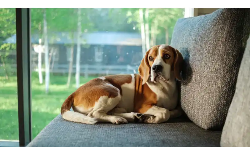 signs-that-beagle-is-pregnant