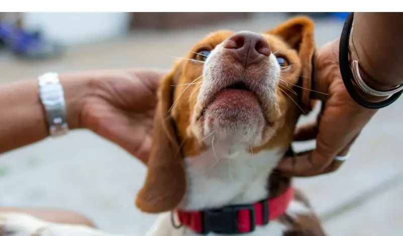 Are-Beagles-Friendly-With-Strangers