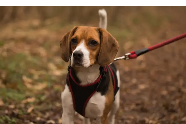 Are-Beagles-Good-Guard-Dogs