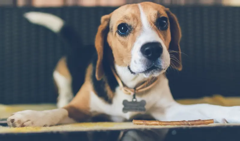 Are-Beagles-High-Maintenance