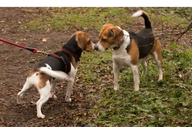 Are-Beagles-Jealous-Dogs