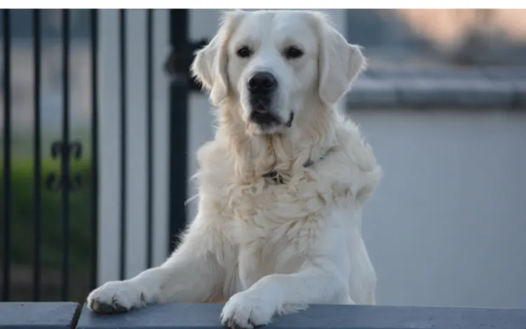 Are-Golden-Retrievers-Aggressive
