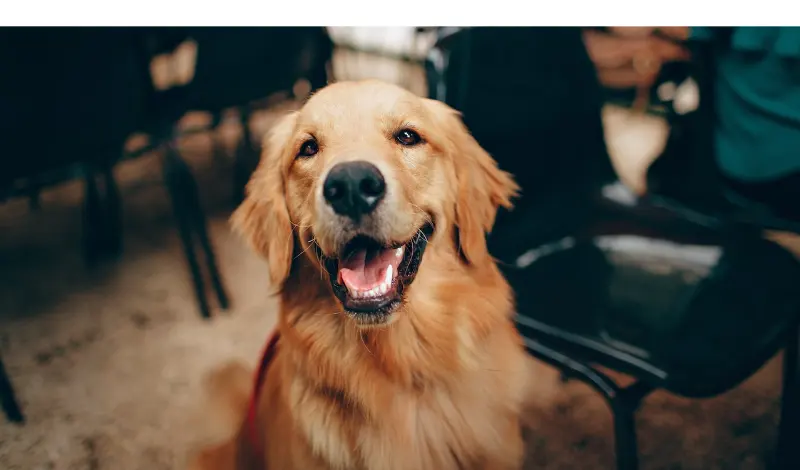 Are-Golden-Retrievers-Friendly-With-Strangers