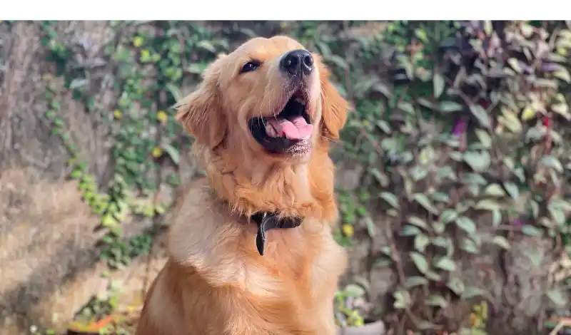 Are-Golden-Retrievers-Smart
