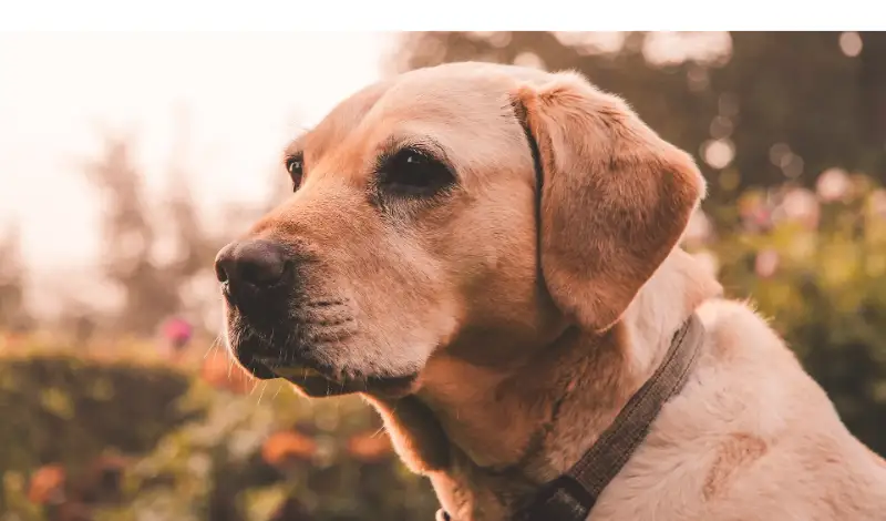 Are-Labrador-Retrievers-Aggressive