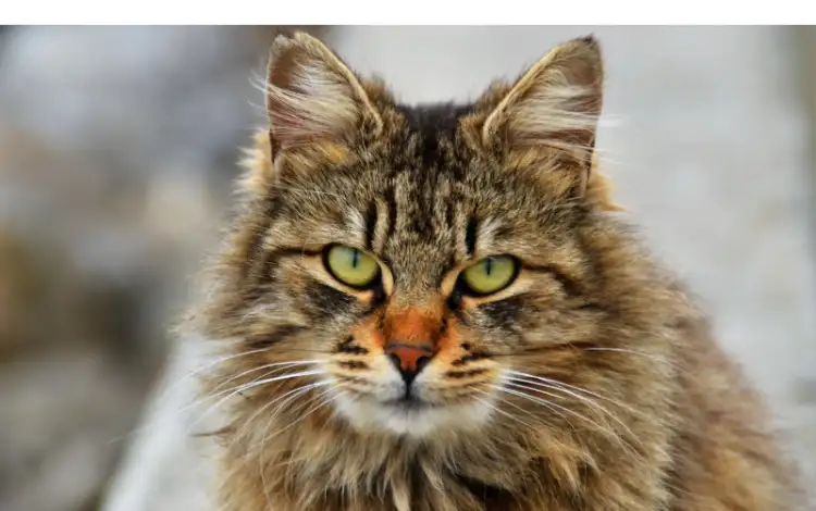 Are-Maine-Coon-cats-dangerous