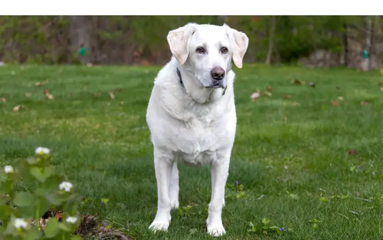 Are-labradors-high-maintenance