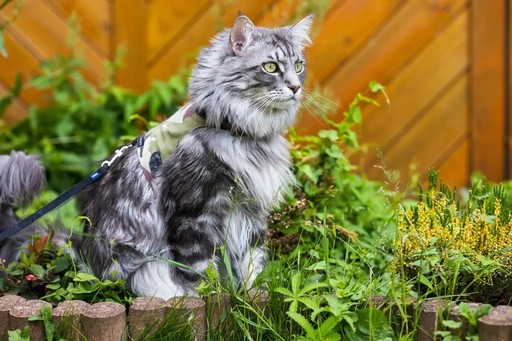 Are-maine-coon-high-maintenance