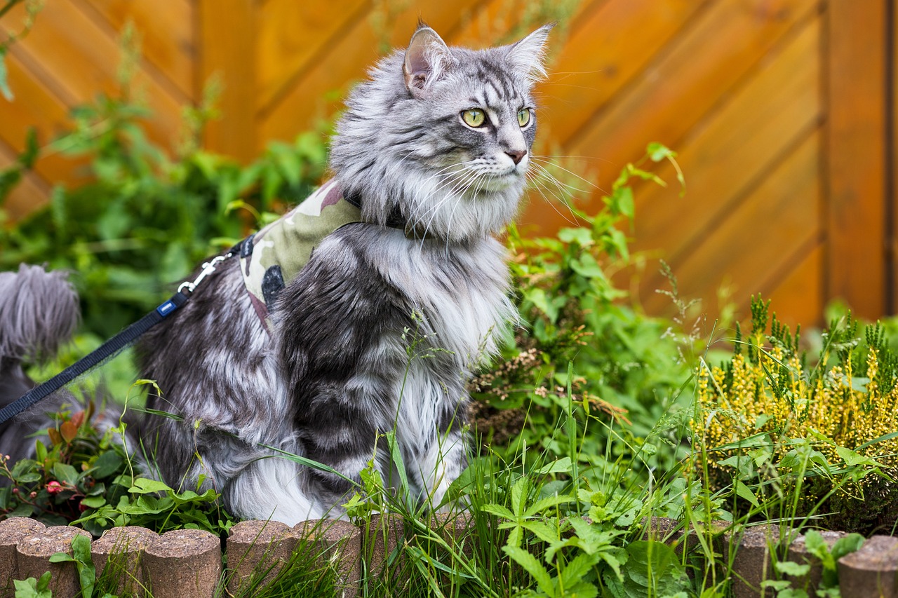 Are Maine Coon Cats High Maintenance? A Comprehensive Guide HowToAnimal