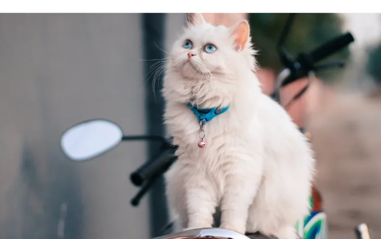 Are-persian-cats-playful