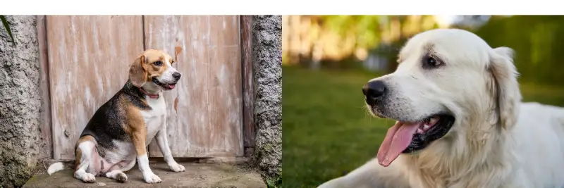 Beagle-vs-Golden-Retriever