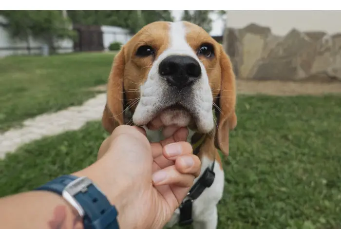 Can-Beagles-eat-apples