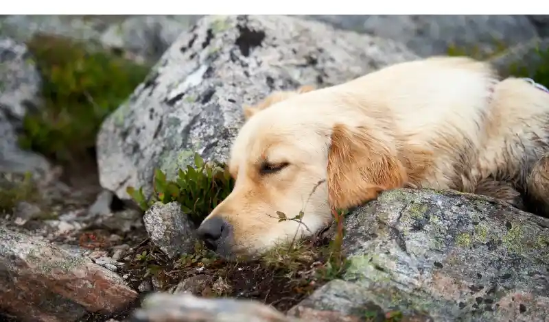 Can-Golden-Retriever-Sleep-Outside