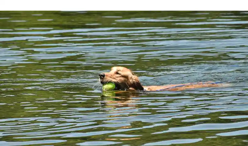 Can-Golden-Retrievers-Naturally-Swim
