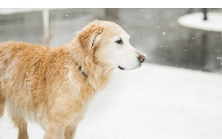 Can-Golden-Retrievers-Stay-Outside-In-The-Cold