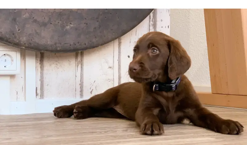 Can-Labrador-Retriever-Be-Left-Alone