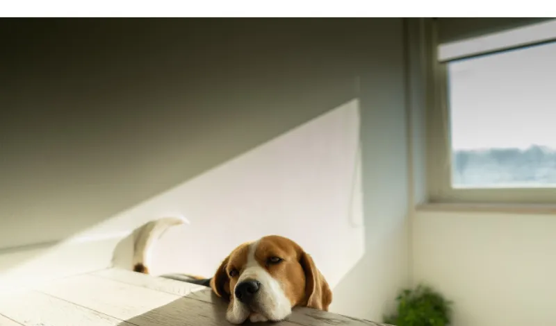 Can-beagle-and-rabbit-live-together