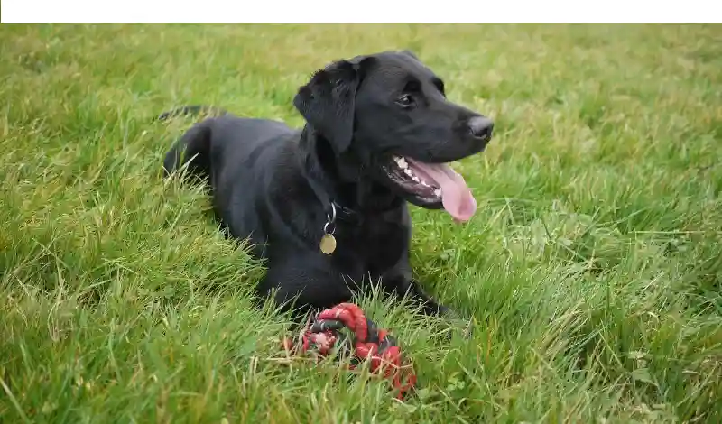 Can-labrador-dog-be-kept-outside