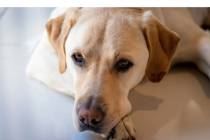 how-dangerous-are-labradors