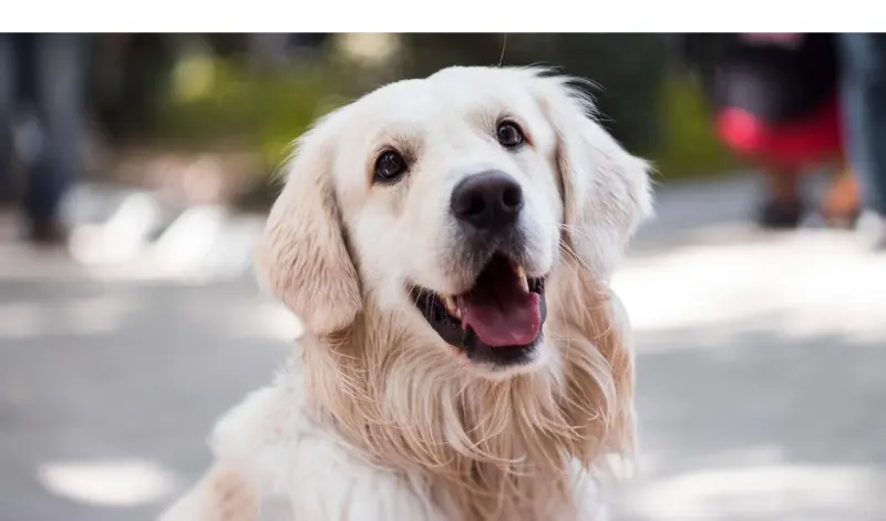 Do-Golden-Retriever-Get-Hot