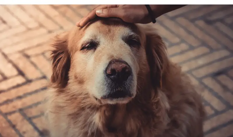 Do-Golden-Retrievers-Bite-Strangers