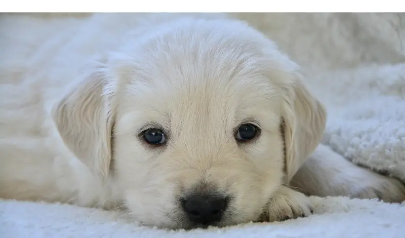 Do-Golden-Retrievers-Get-Cold-At-Night