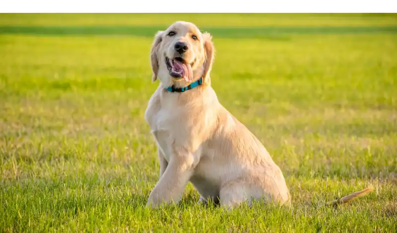 Do-Golden-Retrievers-Smell-More-Than-Labradors