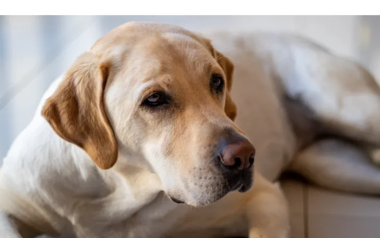 Do-Labradors-Shed-More-Than-Golden-Retrievers