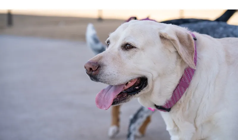 Do-Labs-Calm-Down-After-Being-Neutered