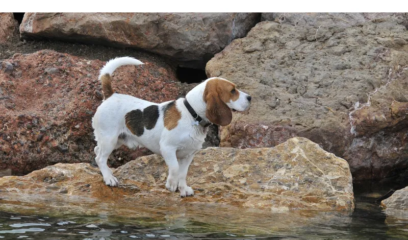 Do-beagles-have-spots-on-their-bellies