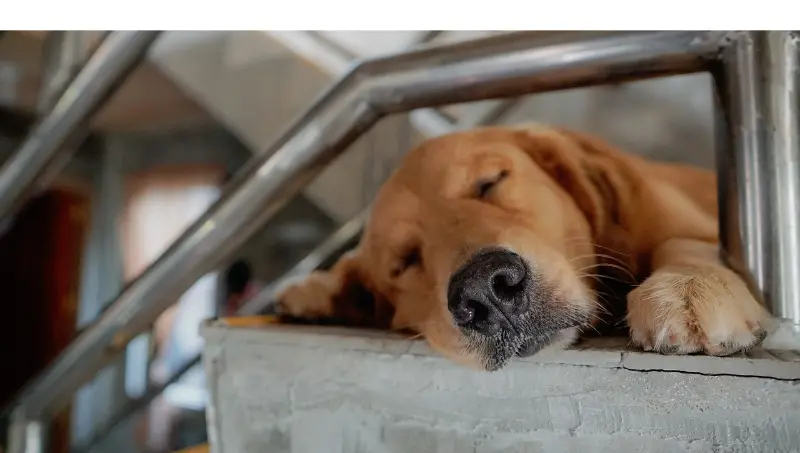 Do-golden-retriever-like-to-sleep-with-owners