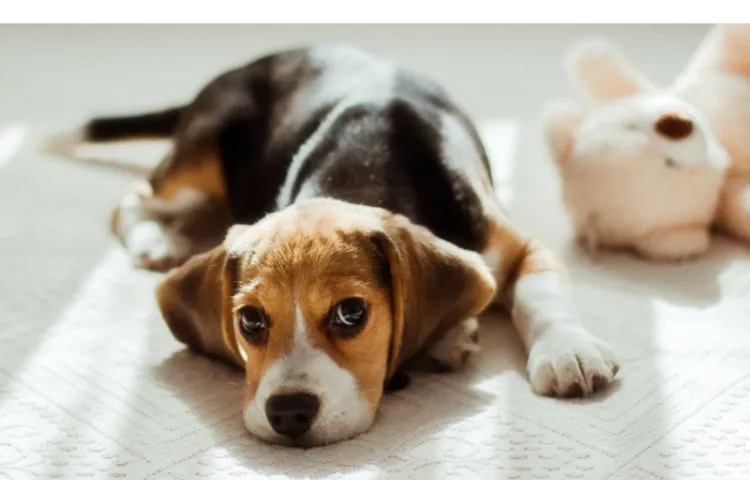 Does-Beagle-Need-To-Use-Conditioner