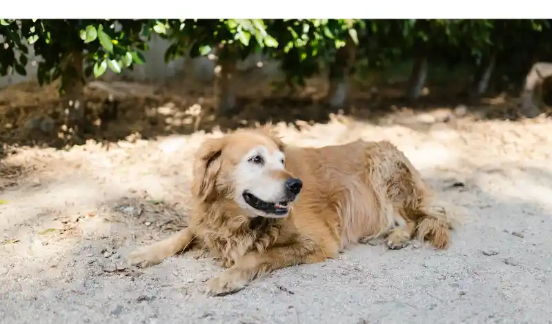 Does-Golden-Retriever-Bark-A-Lot