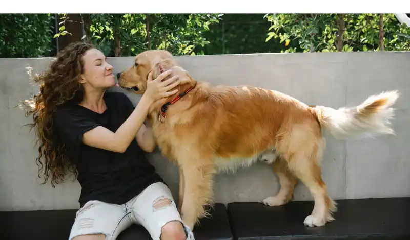 Does-Golden-Retrievers-Like-To-Cuddle