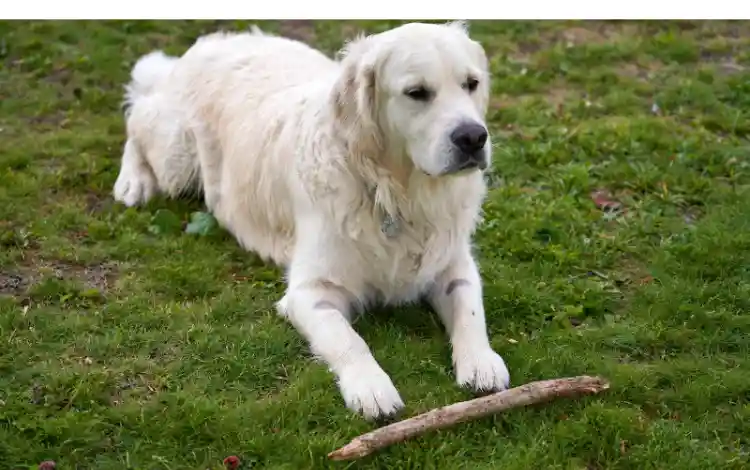 Does-Golden-Retrievers-Like-To-Play-Fetch
