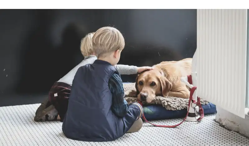 Does-Labrador-like-to-cuddle