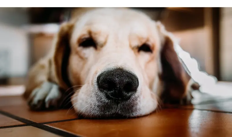 Does-Labrador-sleep-with-their-owners
