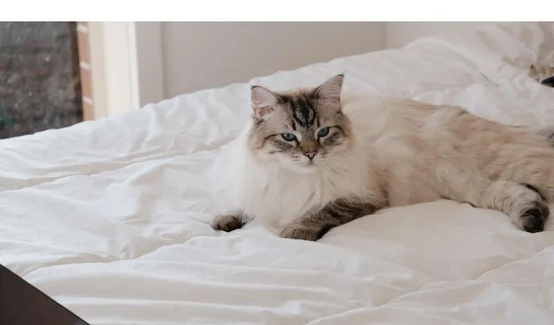 Does-ragdoll-smell