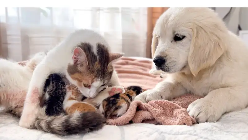Golden-Retriever-and-Cats