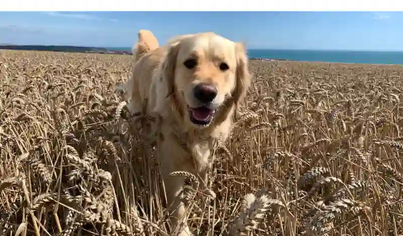 Golden-Retriever-sense-of-smell