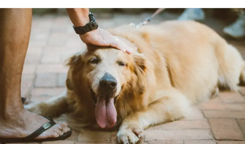 Golden-Retrievers-as-Guard-Dogs