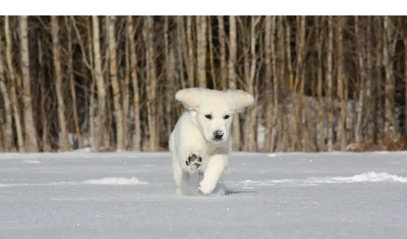 How-Long-Can-Golden-Retrievers-Be-In-The-Snow