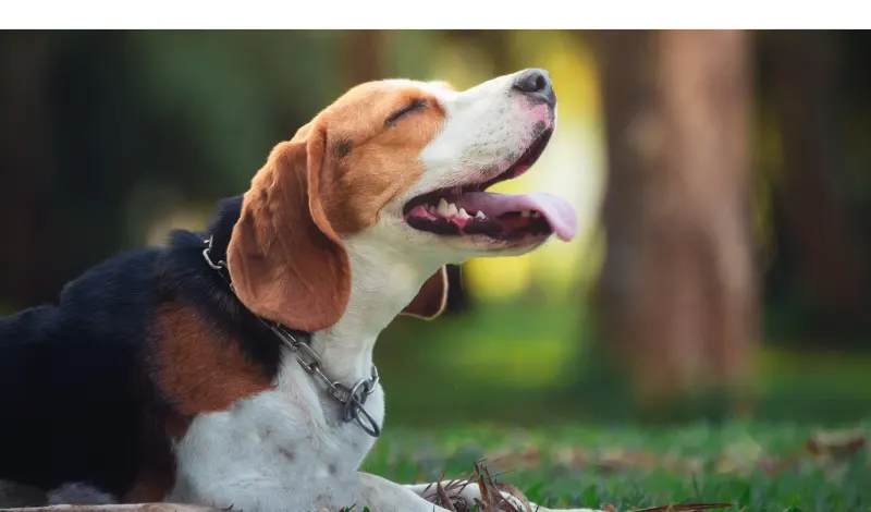 How-Many-Teeth-Do-Beagles-Have