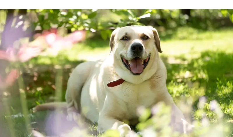 How Often-To-Bathe-Labrador-Retriever
