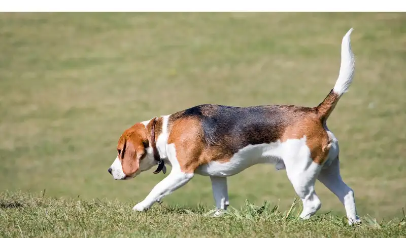 How-long-can-beagle-walk