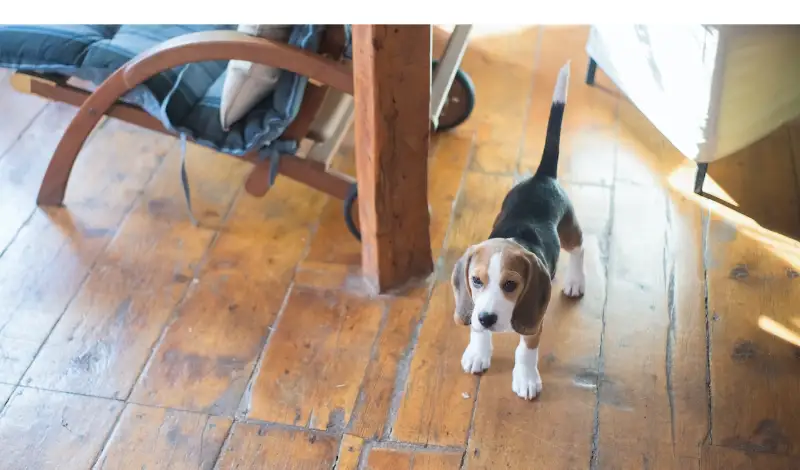 How-often-do-beagles-need-grooming