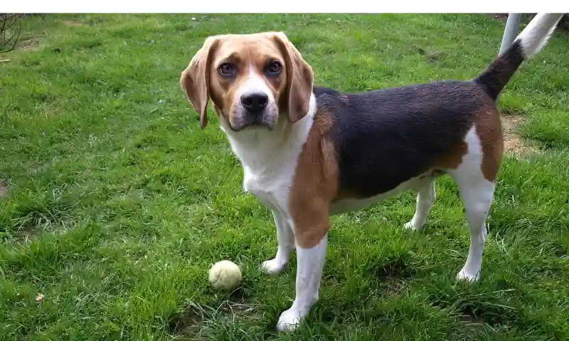 How-to-Tire-Out-A-Dog-Without-Walking-Or-Exercise