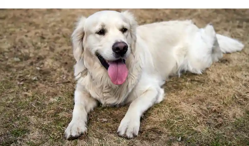 Is-Golden-Retriever-Good-For-First-Time-Owner
