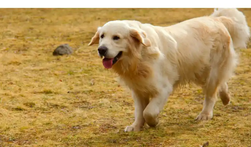 Is-My-Golden-Retriever-Overweight